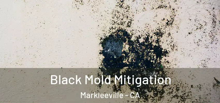  Black Mold Mitigation Markleeville - CA