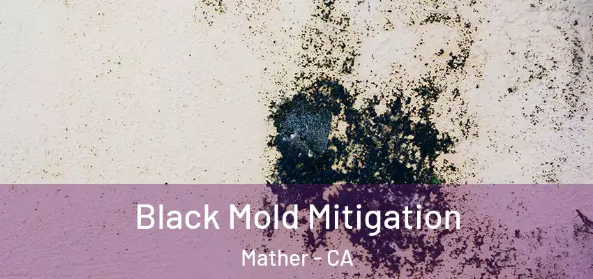  Black Mold Mitigation Mather - CA
