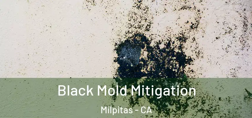  Black Mold Mitigation Milpitas - CA