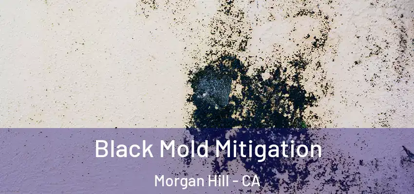  Black Mold Mitigation Morgan Hill - CA