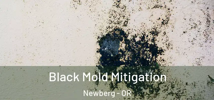  Black Mold Mitigation Newberg - OR