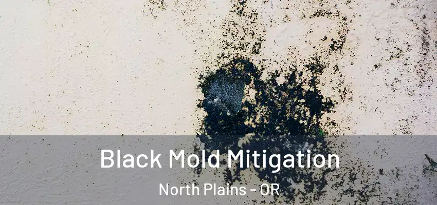  Black Mold Mitigation North Plains - OR