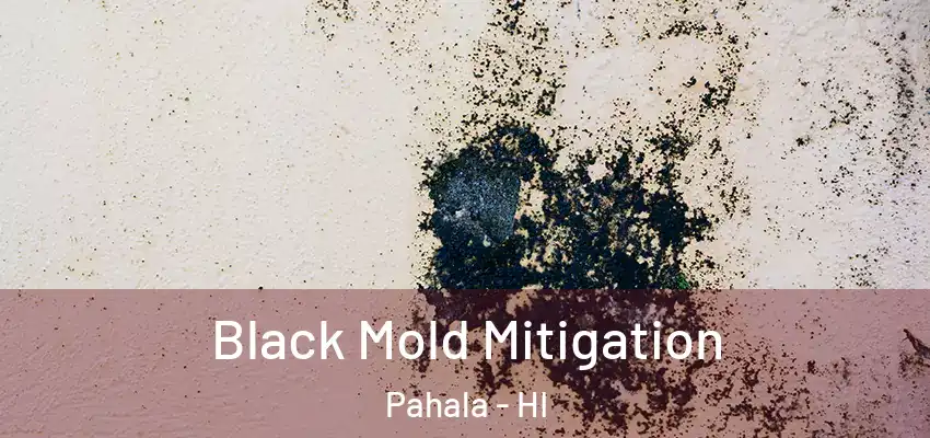  Black Mold Mitigation Pahala - HI