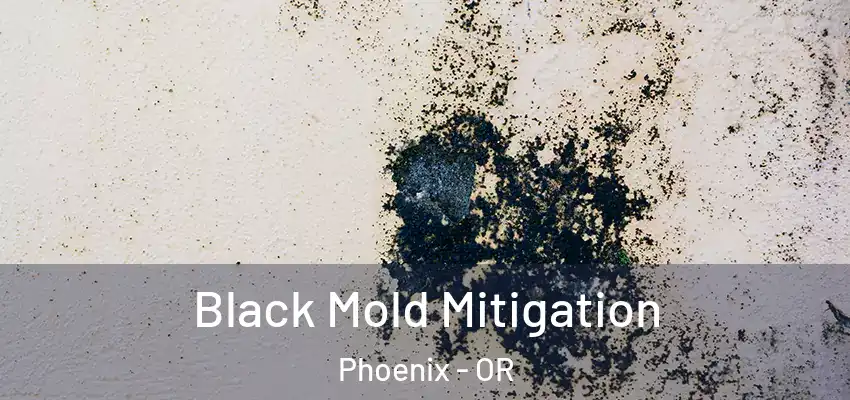  Black Mold Mitigation Phoenix - OR