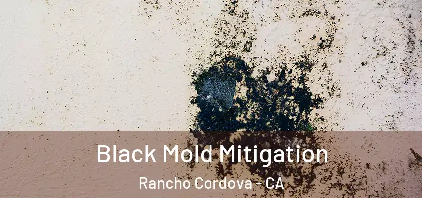  Black Mold Mitigation Rancho Cordova - CA