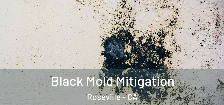  Black Mold Mitigation Roseville - CA
