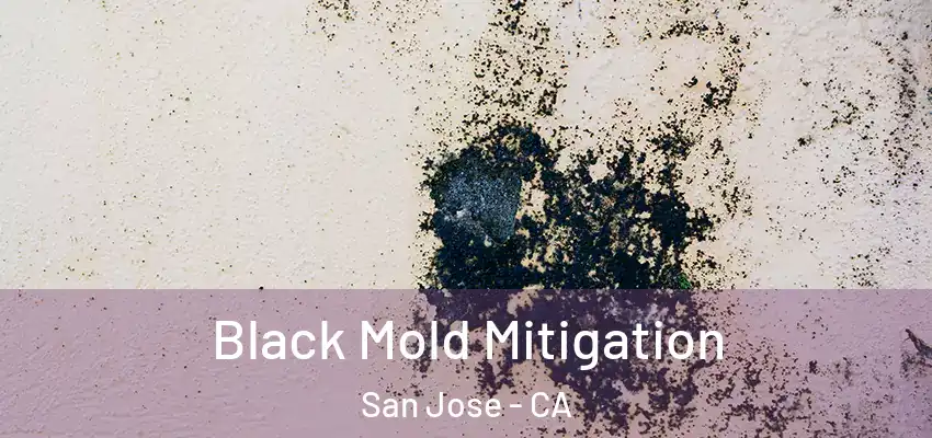  Black Mold Mitigation San Jose - CA