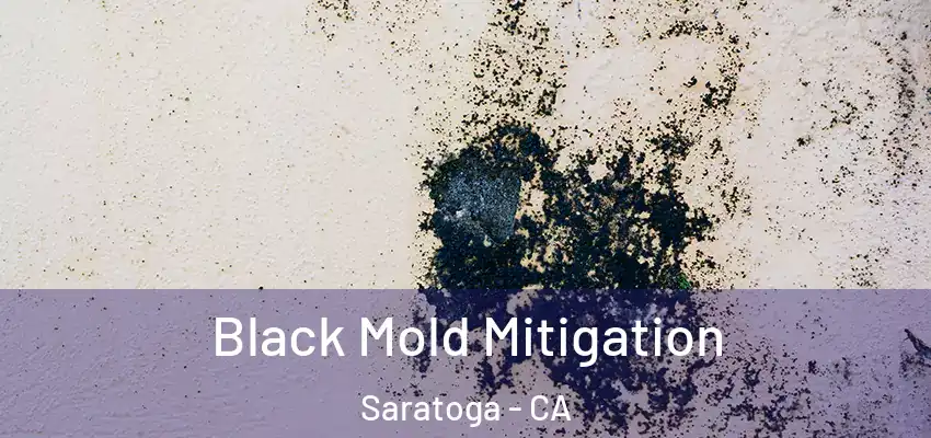  Black Mold Mitigation Saratoga - CA