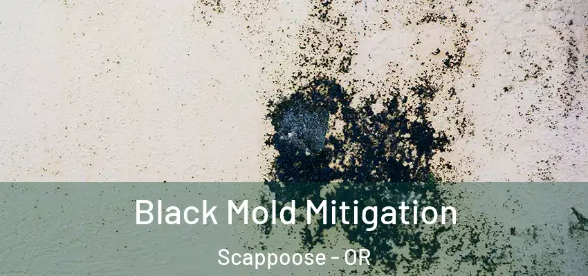  Black Mold Mitigation Scappoose - OR