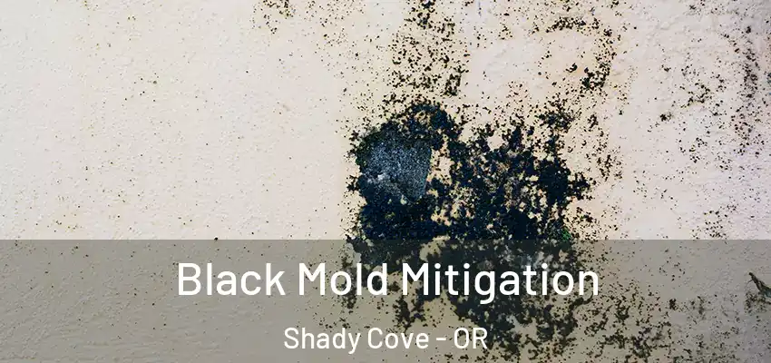  Black Mold Mitigation Shady Cove - OR