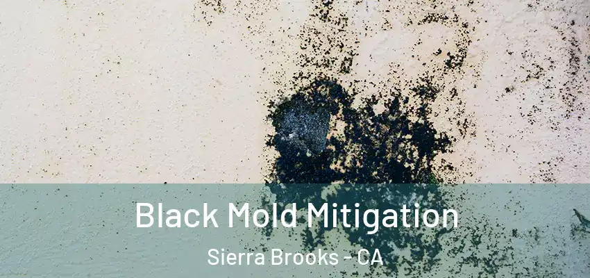  Black Mold Mitigation Sierra Brooks - CA