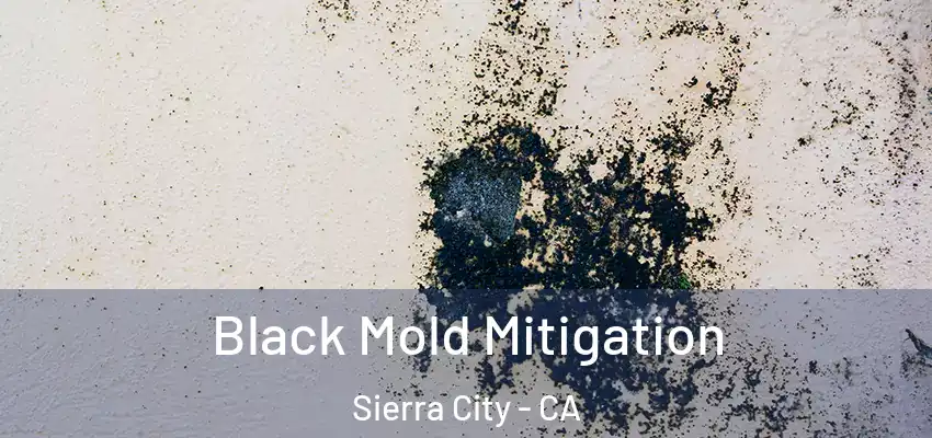  Black Mold Mitigation Sierra City - CA
