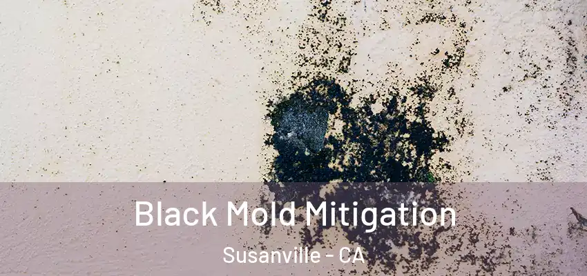  Black Mold Mitigation Susanville - CA