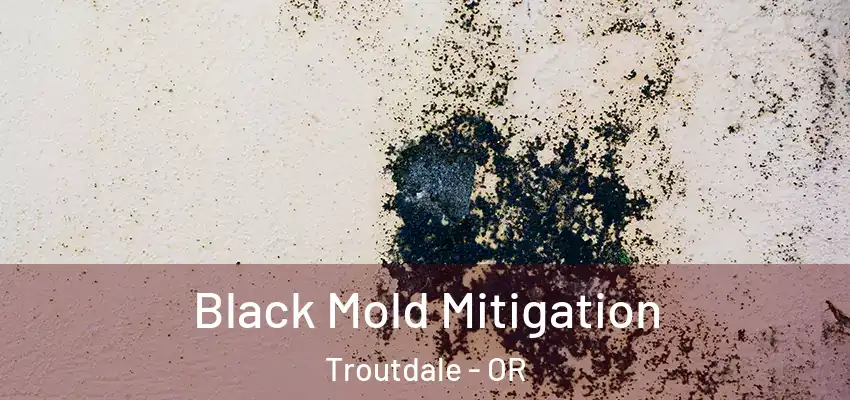  Black Mold Mitigation Troutdale - OR