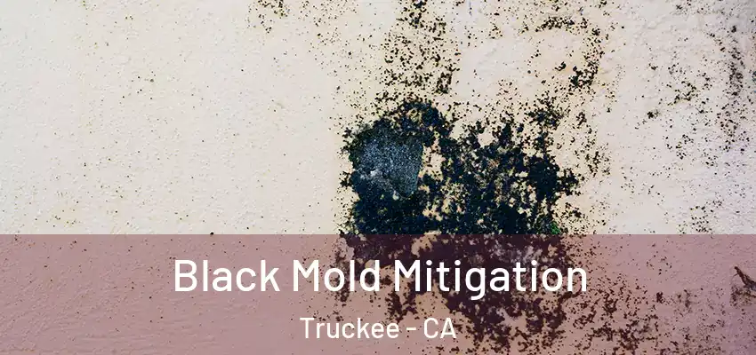  Black Mold Mitigation Truckee - CA