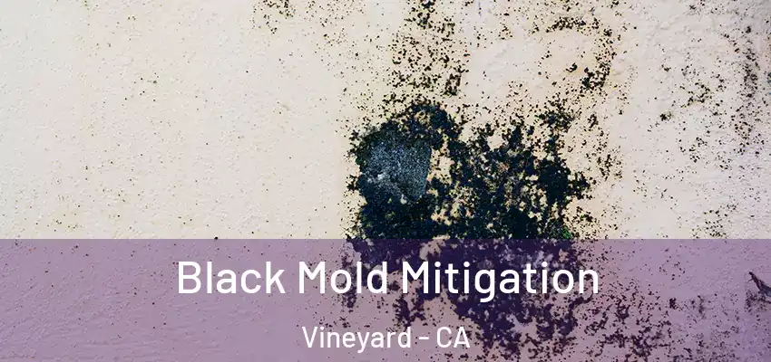  Black Mold Mitigation Vineyard - CA