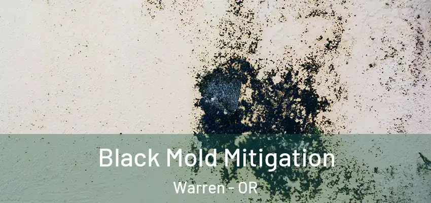  Black Mold Mitigation Warren - OR