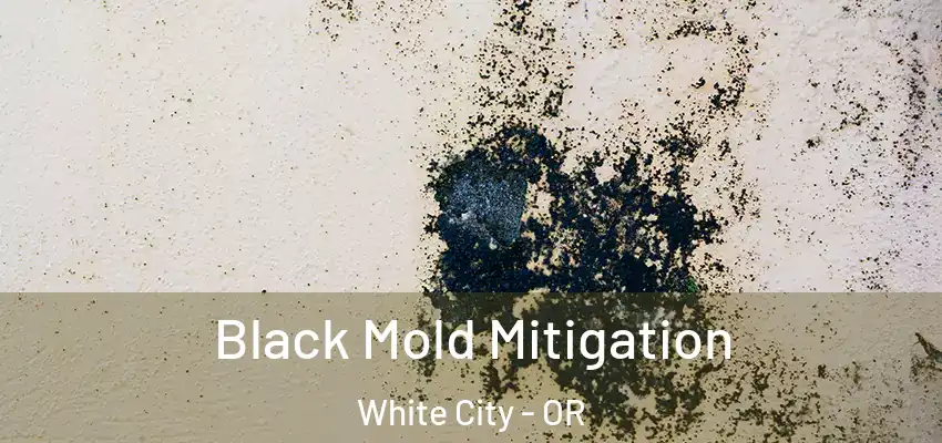  Black Mold Mitigation White City - OR