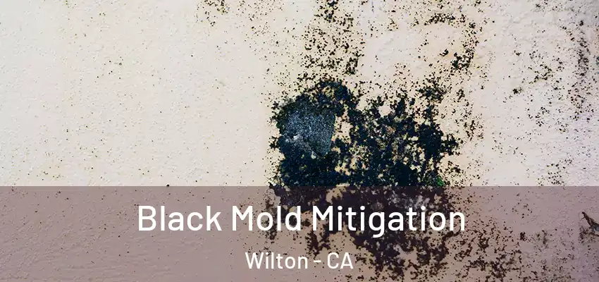  Black Mold Mitigation Wilton - CA