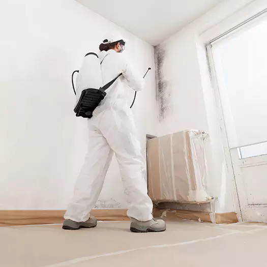 Trusted Black Mold Clean Up Experts in Hilo, HI