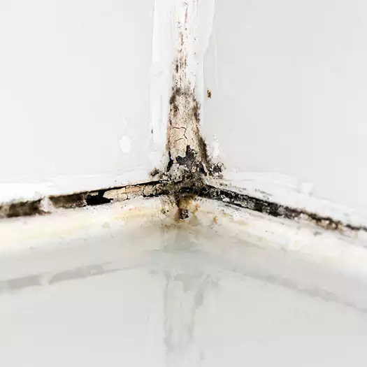 Trusted Black Mold in Shower Experts in Hilo, HI
