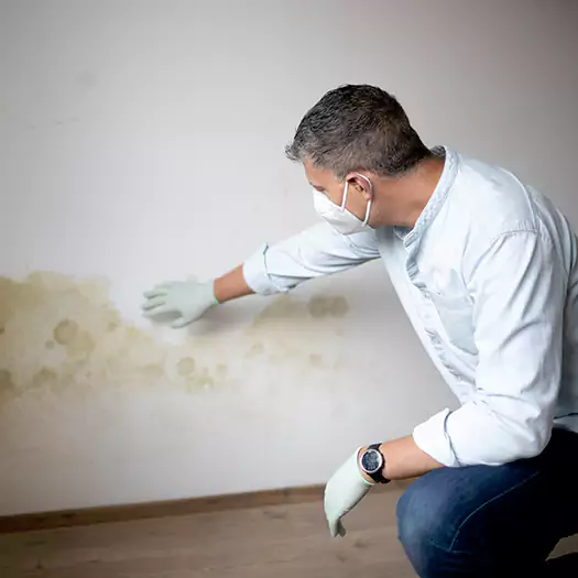 Trusted Mold Remediation and Removal Experts in Hilo, HI