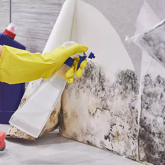 Reliable Mold Abatement Specialists in Hilo, HI