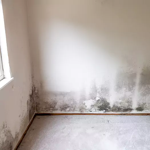 Trusted Mold Cleanup Specialists in Hilo, HI