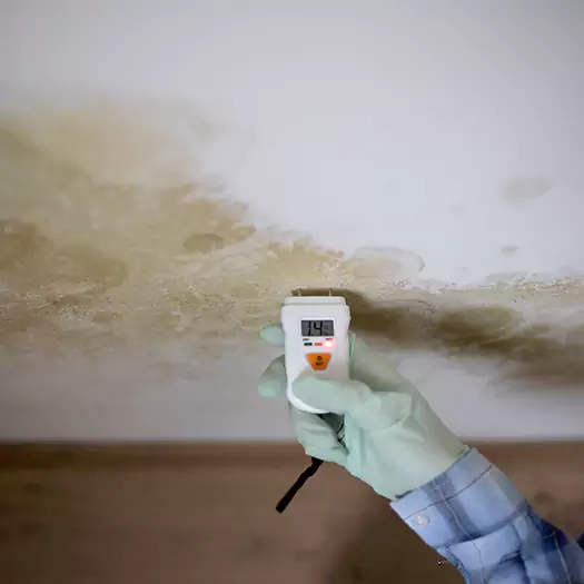 Reliable Mold Inspection Experts in Hilo, HI