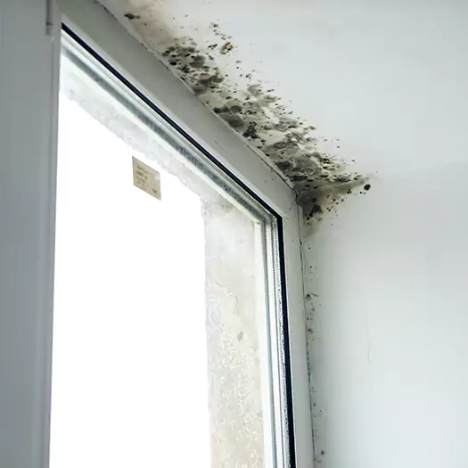 Experienced Mold Mitigation Specialists in Hilo, HI
