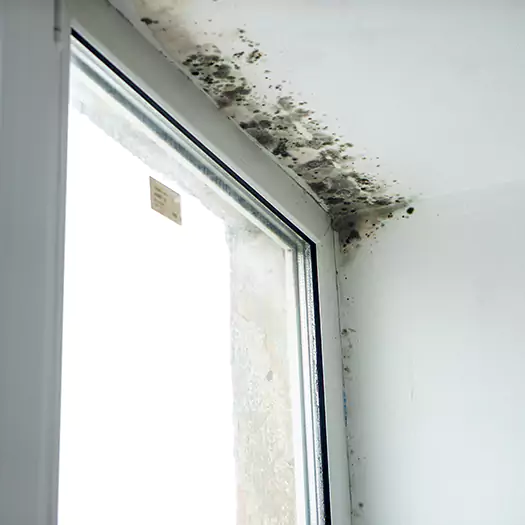 Trusted Mold on Bathroom Ceiling Experts in Hilo, HI