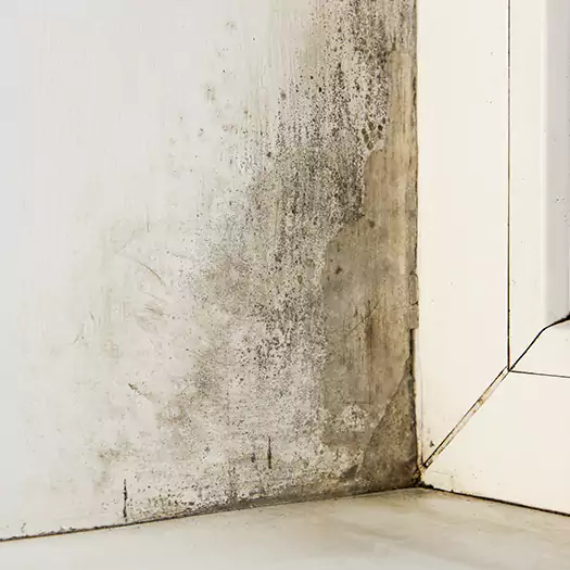 Skilled Mold on Drywall Experts in Hilo, HI