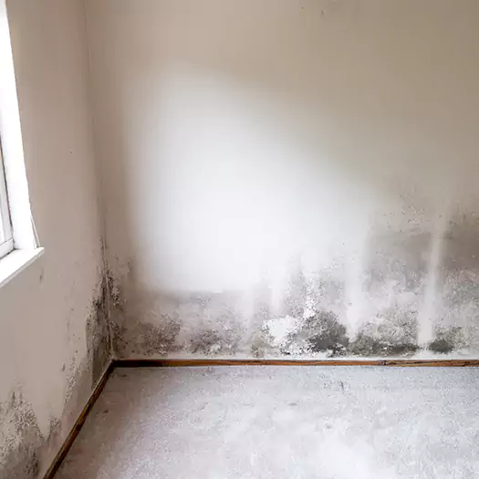 Trusted Mold on the Wall Experts in Hilo, HI
