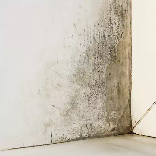 #1 Mold Remediation and Removal Experts in Hilo, HI