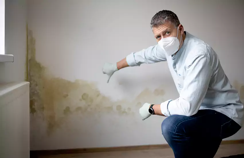 Mold Removal in Hilo, HI