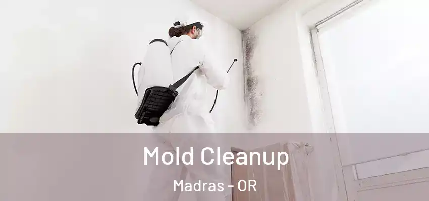 Mold Cleanup Madras - OR