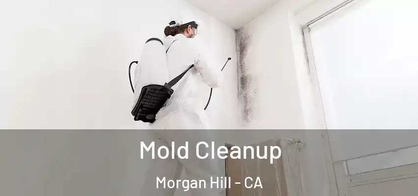  Mold Cleanup Morgan Hill - CA