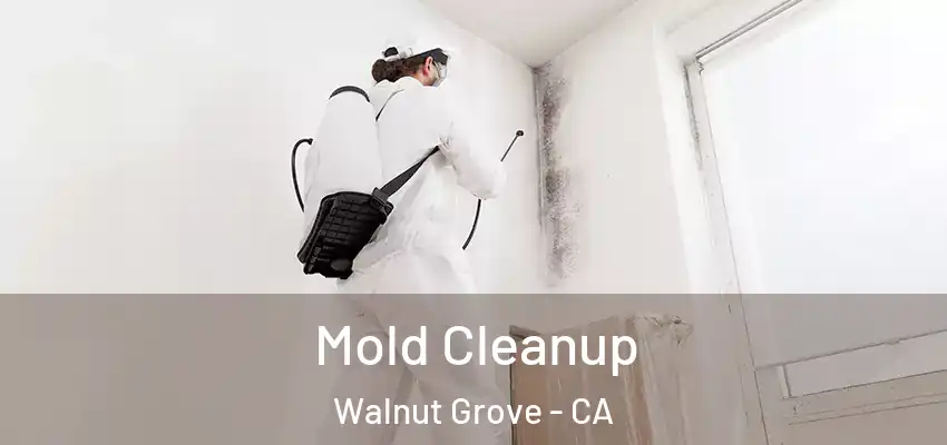  Mold Cleanup Walnut Grove - CA