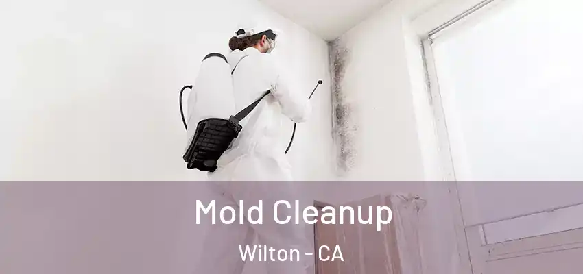  Mold Cleanup Wilton - CA