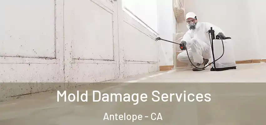  Mold Damage Services Antelope - CA