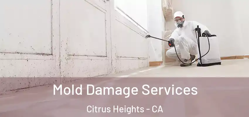  Mold Damage Services Citrus Heights - CA