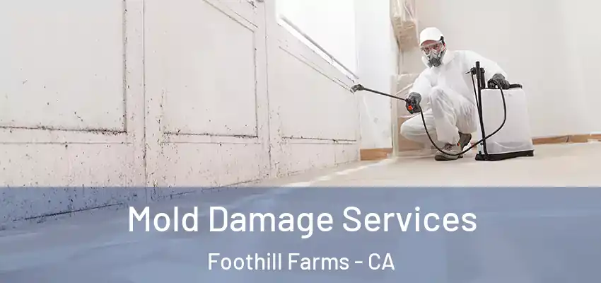  Mold Damage Services Foothill Farms - CA