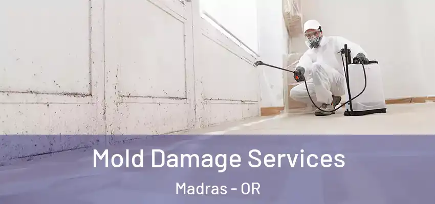  Mold Damage Services Madras - OR