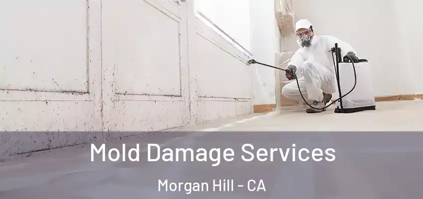  Mold Damage Services Morgan Hill - CA