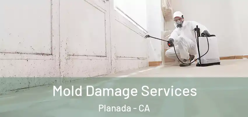  Mold Damage Services Planada - CA