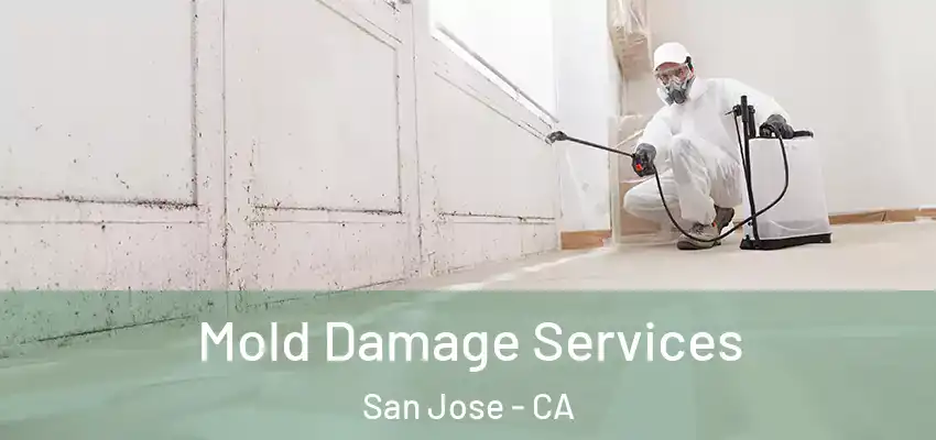  Mold Damage Services San Jose - CA