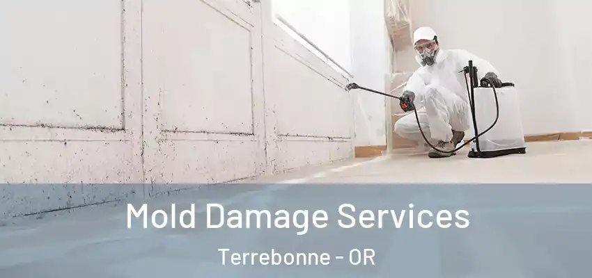  Mold Damage Services Terrebonne - OR