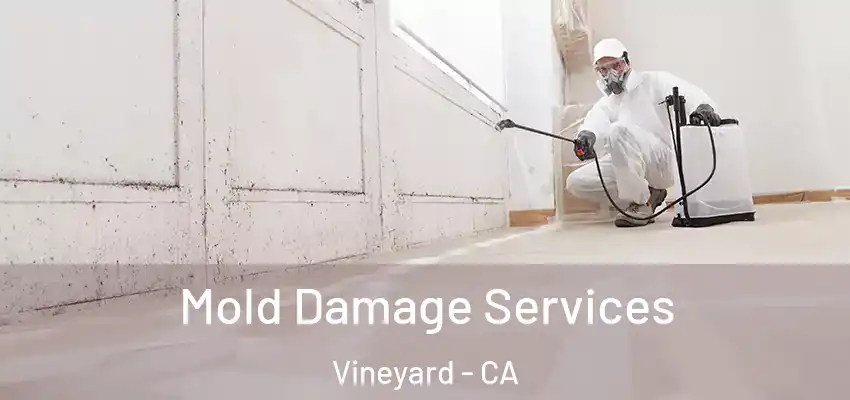  Mold Damage Services Vineyard - CA