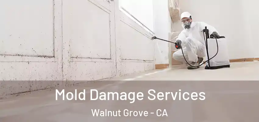  Mold Damage Services Walnut Grove - CA