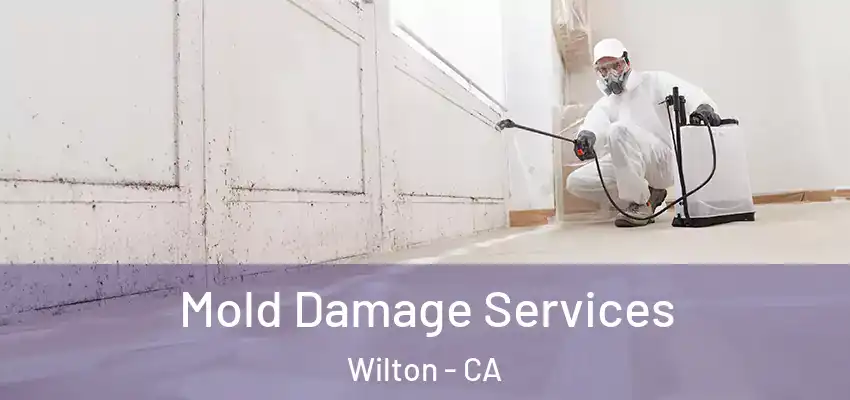  Mold Damage Services Wilton - CA